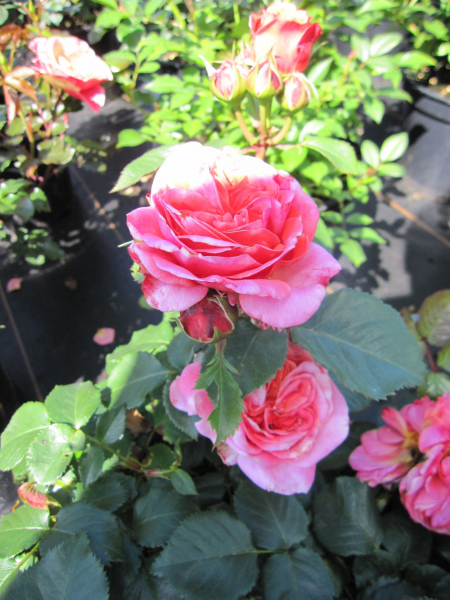 Rosa Mary Ann